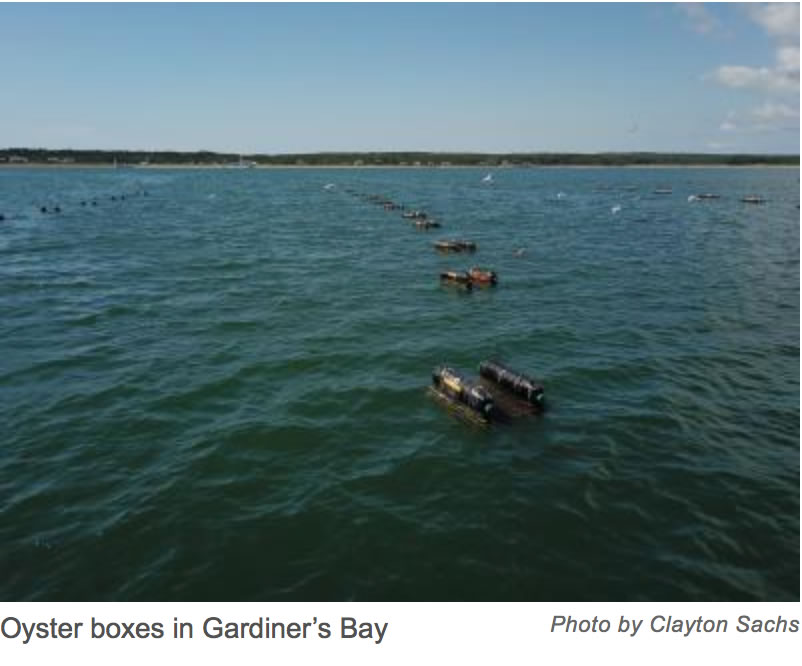Floating Oyster Installation in Gardiner's Bay