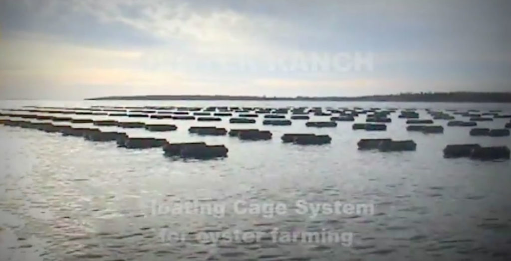 OysterGro systems makeit easier for the fishermen to access the shellfish inside, yet pose potential hazards to swimmers and boats.
